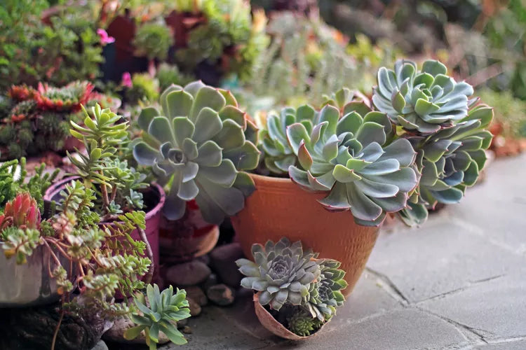6 Outdoor Plants You Should Always Bring Indoors Before Winter Hits